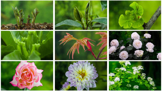 植物生长发芽花开延时摄影（19组合集）