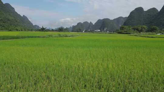 桂林阳朔遇龙河田园喀斯特山水风光