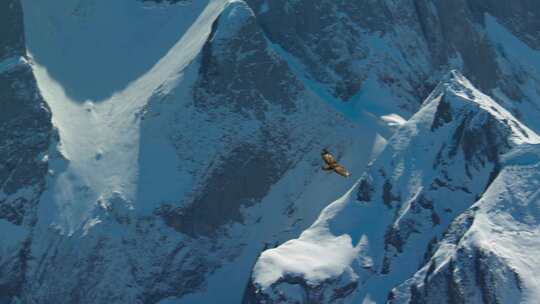 老鹰翱翔在大山之上雄伟气势视频素材模板下载