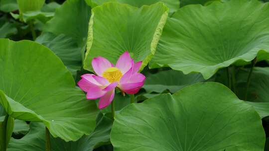 池塘里最独特的一朵荷花4k50p