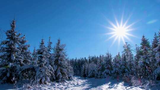 下雪后森林晴朗的天气 蓝天