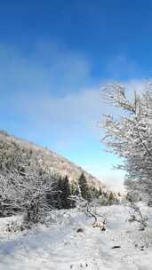 森林里白雪覆盖的树木