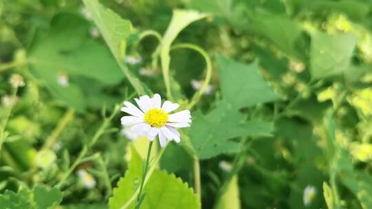 白色野菊花