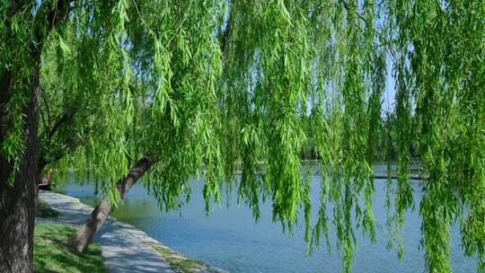 夏天阳光微风吹拂公园湖边柳树垂柳