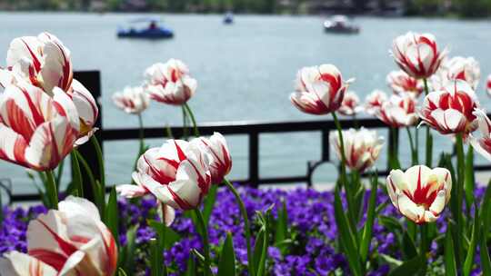 春暖花开南京玄武湖公园的郁金香和湖水风光