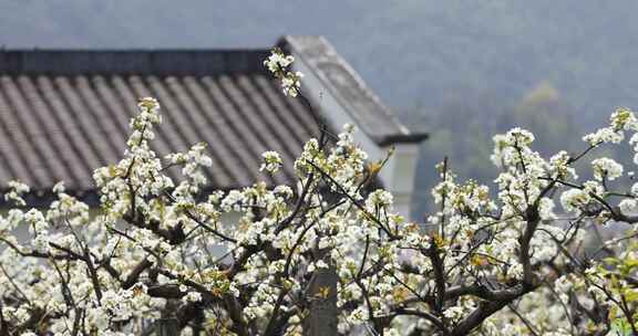 春天梨园梨花盛开杭州鸬鸟镇蜜梨园