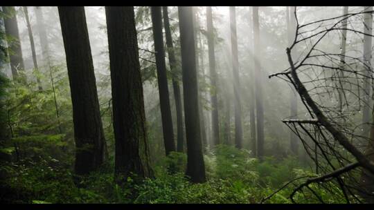 春天森林水面雾气升格镜头