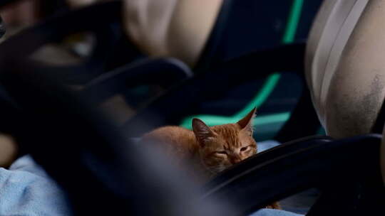 躺在车上的小猫咪