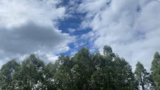 蓝天白云树林风吹森林天空快速林树木风吹树