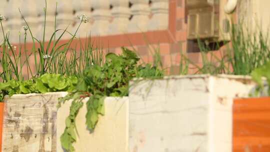 自家门前泡沫箱种植的小葱、蔬菜