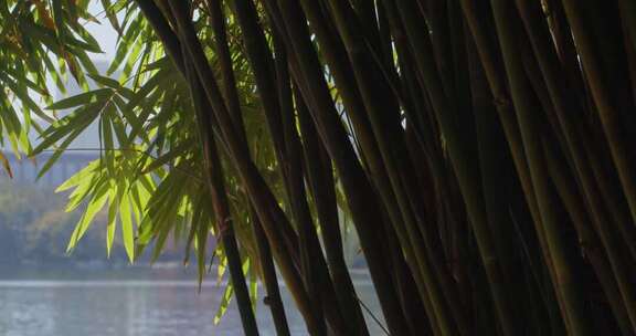 秋天的青竹翠竹竹林竹子竹叶意境