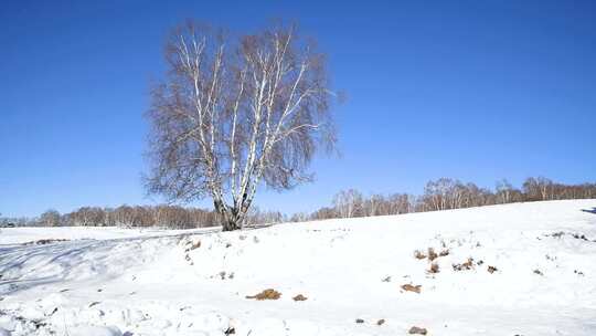 冬天草原雪地上骑马的牧民视频