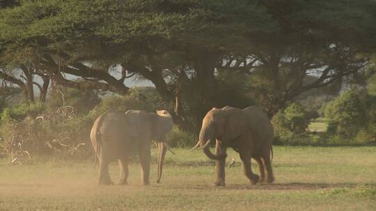 大象在非洲平原上互相争斗