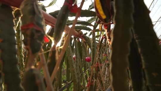 水果种植 火龙果树 火龙果种植基地