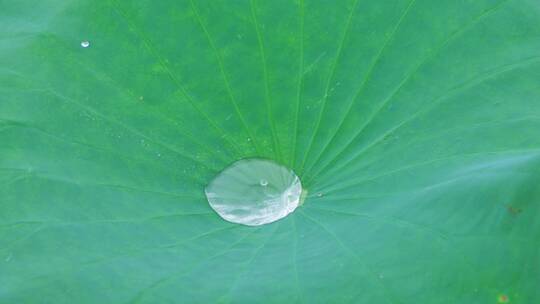 下雨荷叶上的水珠露珠露水