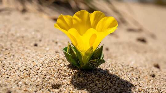 沙地上生长的黄色花朵
