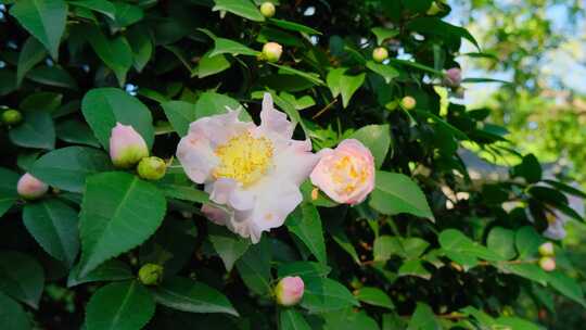 花园山茶花春暖花开