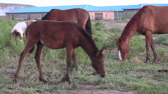 正在吃草的母马和小马驹