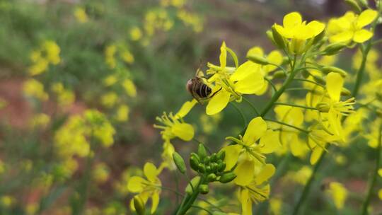春天花丛里采蜜的蜜蜂