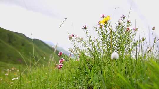 草原野花