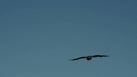 雄鹰在蓝天自由飞翔视频素材模板下载