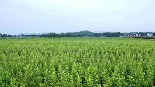 【航拍】艾草准化种植基地