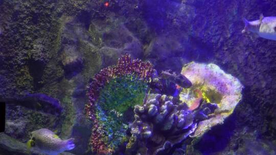 珊瑚礁海洋礁石海缸造景