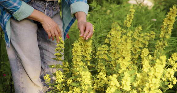 女人手触摸黄色开花灌木点缀Loosest