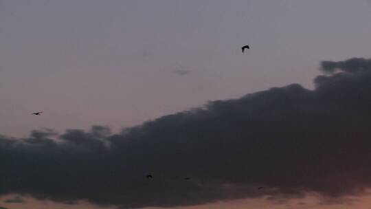 夕阳下鸟儿在天空中飞翔视频素材模板下载