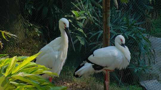 动物园东方白鹳一级重点保护野生动物