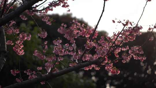 桃花特写桃树树枝花朵