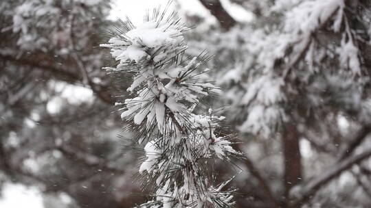 松树松针上的积雪和飞舞的雪花飘落2