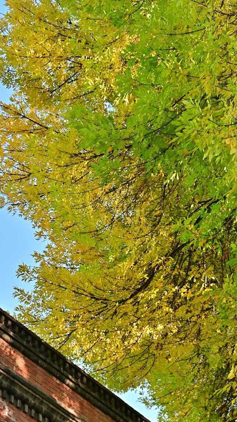 北京金色秋天街景