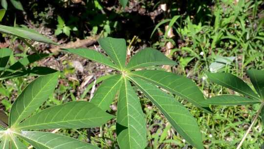 户外蝴蝶在绿色植物叶片特写