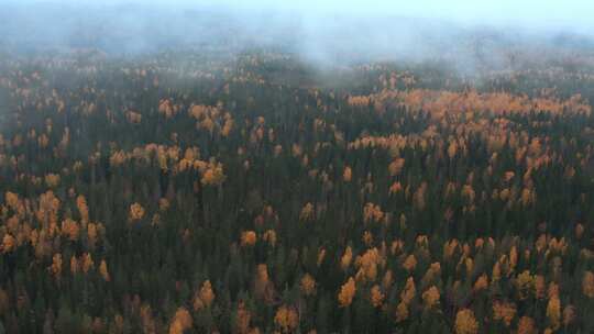 森林云雾缭绕的航拍镜头