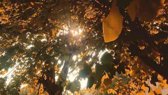 阳光透过树叶洒下景象