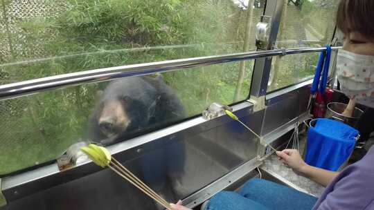 野生动物园大黑熊