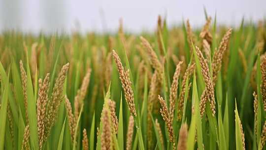 水稻田园三农合集