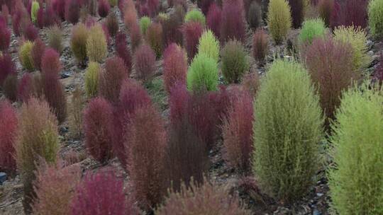 浪漫的乡村振兴植物植被地肤草