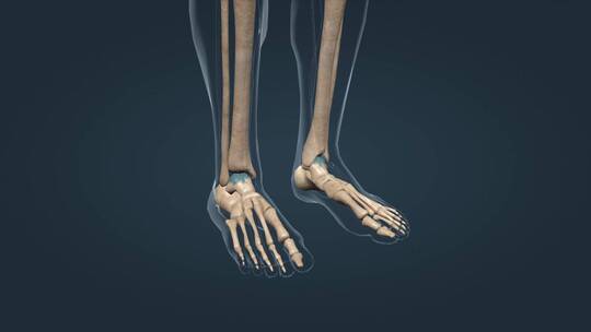 人体骨架骨骼股骨胫骨腓骨踝关节脚骨