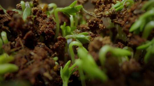 植物幼苗微距生长画面