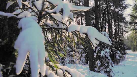 阳光穿过白雪覆盖的树木