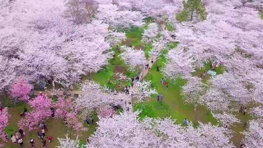 武汉东湖樱花园春天樱花盛开航拍