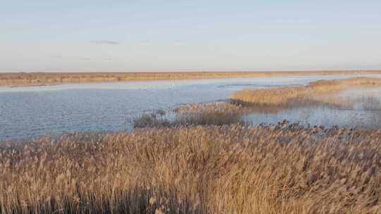 东营黄河入海口湿地鸟类