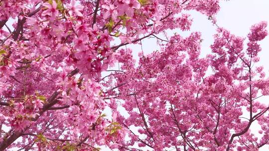 春天樱花与天空