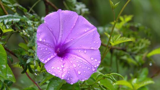 雨后植物花朵水珠五爪金龙