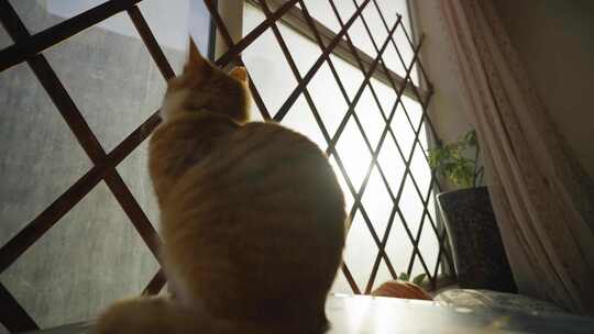 阳台橘色小猫宠物猫抑郁不开心看窗外想出去视频素材模板下载