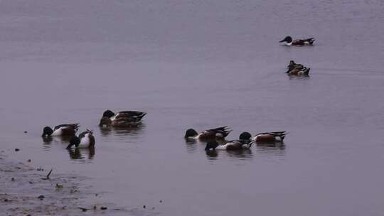 S一群琵嘴鸭、湿地、湖面、觅食