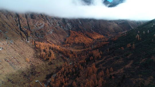 秋天的四姑娘山双桥沟航拍风景大山秋林山谷