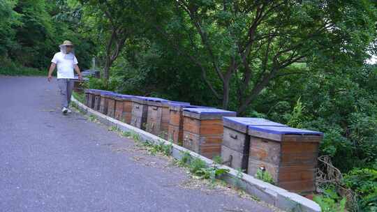 养蜂人蜂农采蜂蜜